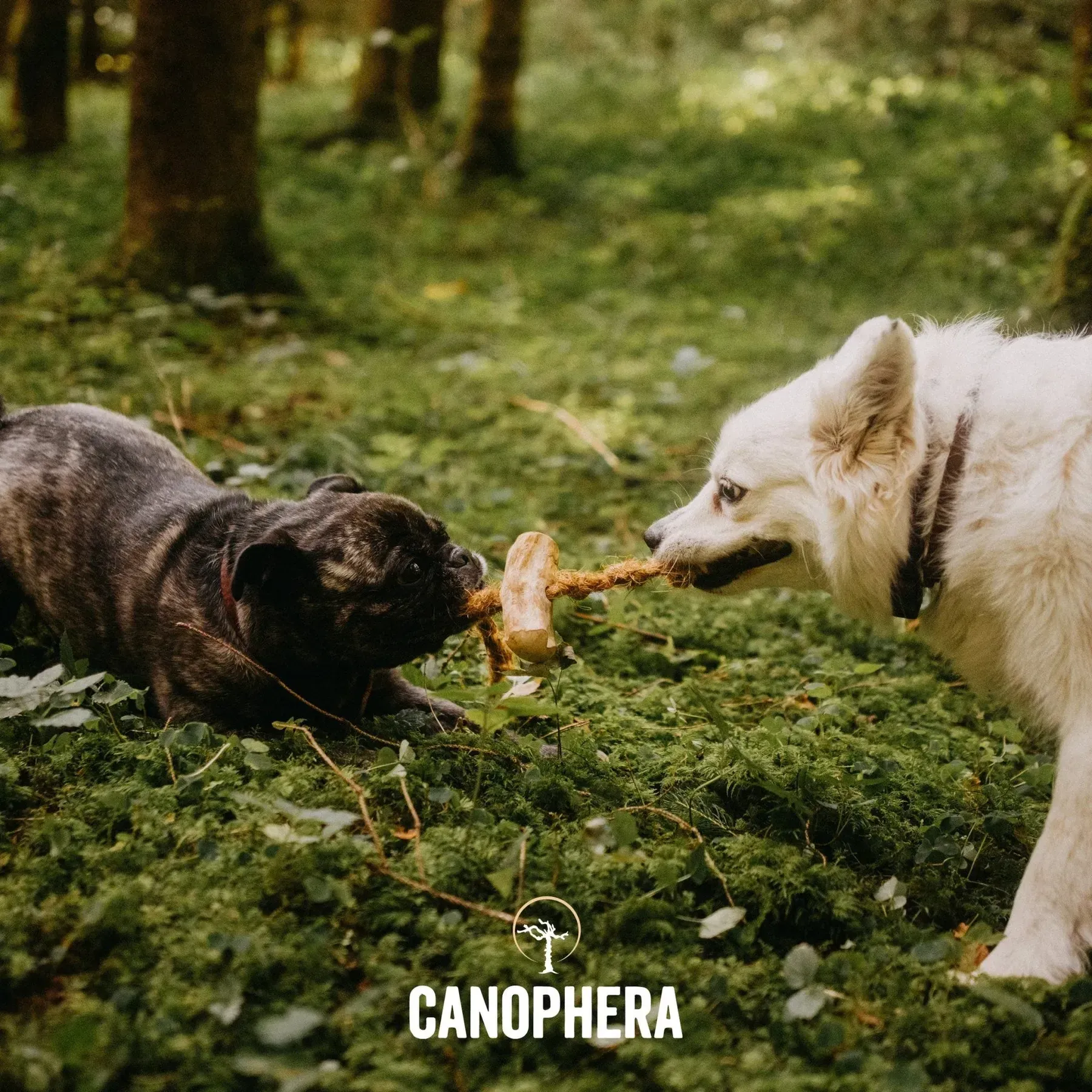 Canophera Іграшка д/собак кавова паличка погризуха з кокос.канатом S до 10кг