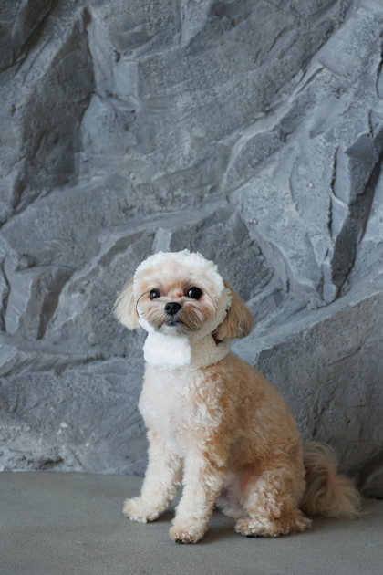 Pet Fashion Шапка Teddy S для собак
