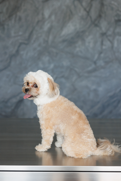 Pet Fashion Шапка Teddy S для собак