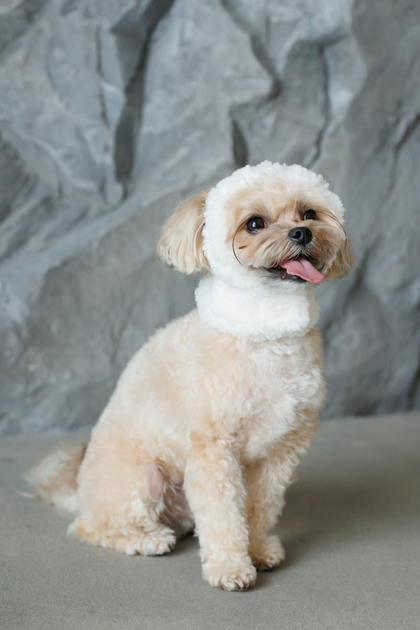 Pet Fashion Шапка Teddy XS для собак