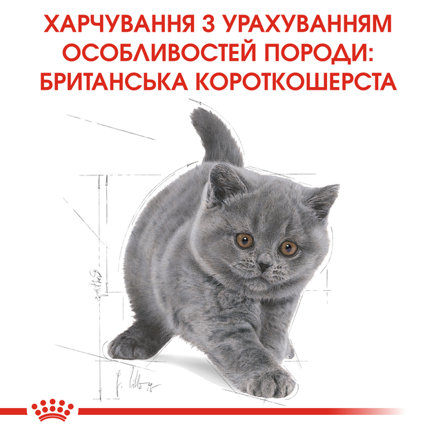 Роял Канін 400г д/кошенят British Kitten Британець кітен